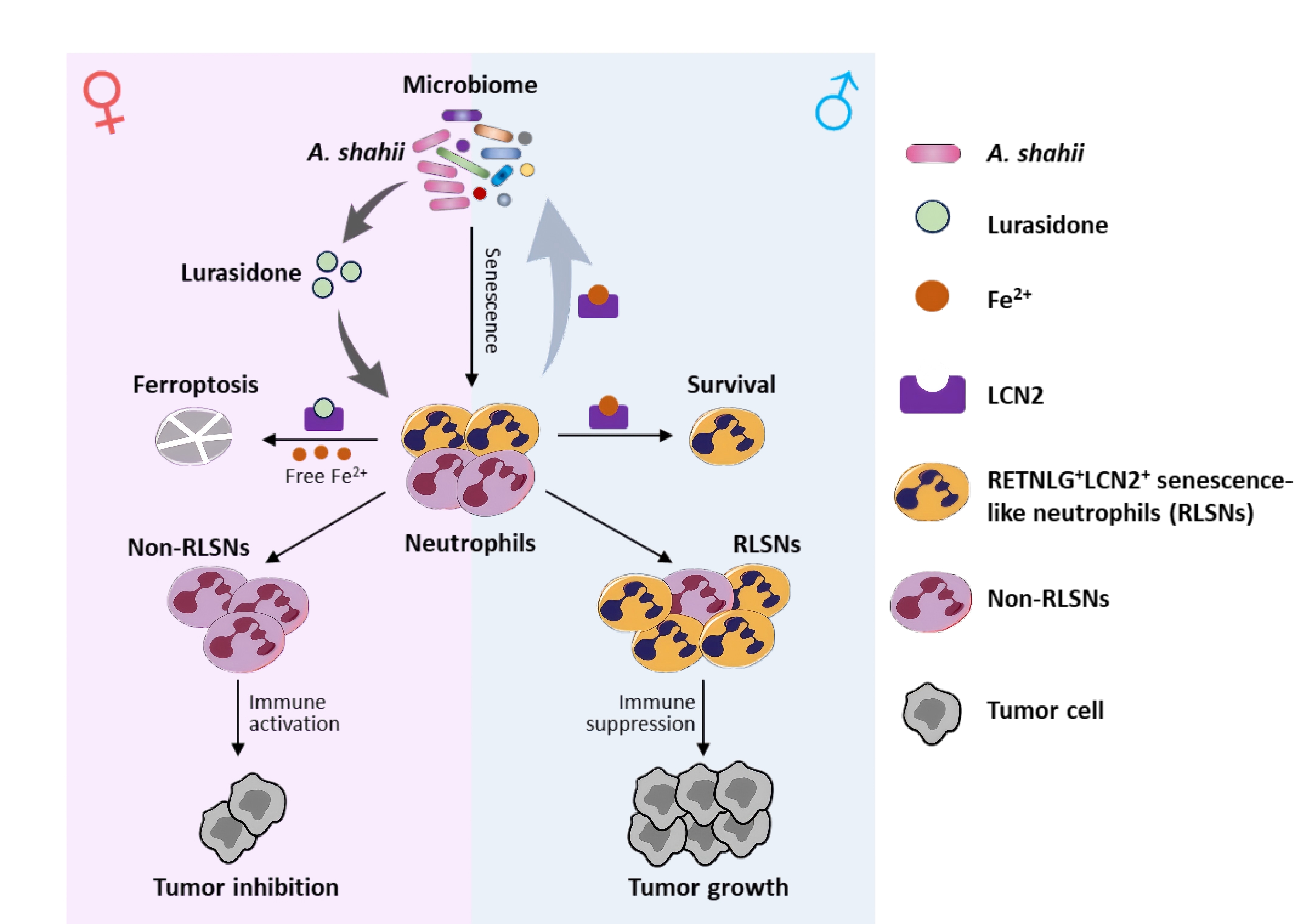 NatureImmunology | 刘陈立团队合作揭示肠道菌群影响中性粒细胞衰老在调控实体肿瘤性别二态性中的关键作用