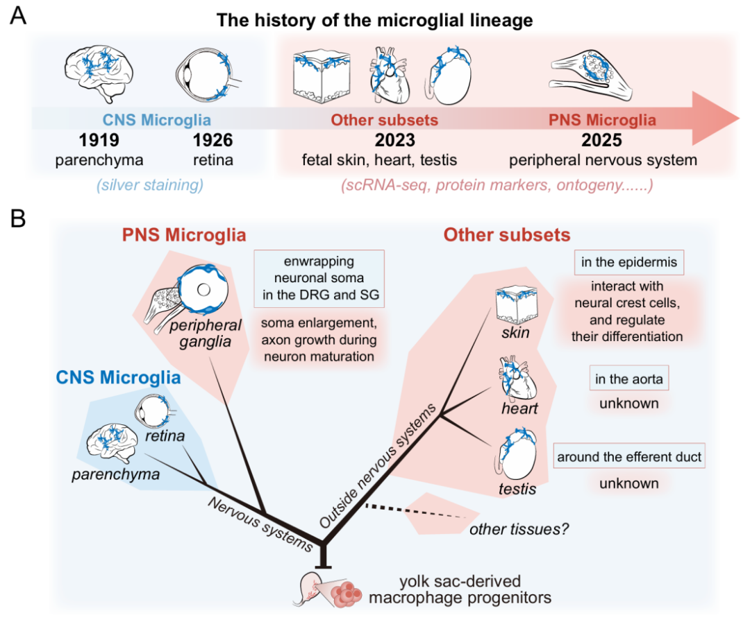 Trends in Immunology | 李汉杰团队提出并定义“小胶质细胞谱系”